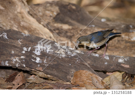 Siberian blue robin. Siberian blue robin. 131258188