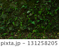 石垣に生えるシダと苔の緑　横 131258205