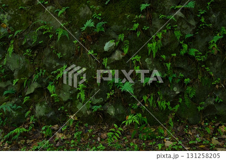 石垣に生えるシダと苔の緑 横 石垣に生えるシダと苔の緑 横 131258205
