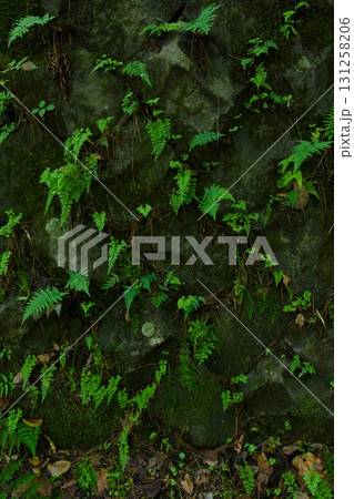 石垣に生えるシダと苔の緑　縦 131258206