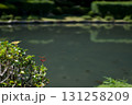 池のほとりに止まる赤とんぼ 131258209