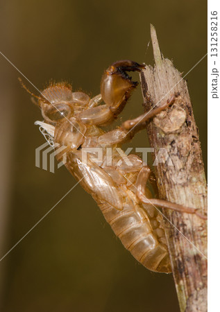 Exuvia of cicada. Exuvia of cicada. 131258216