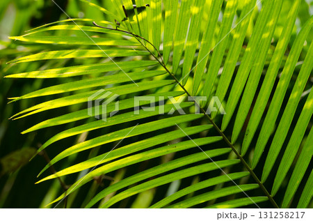 Leaf of rattan palm. 131258217