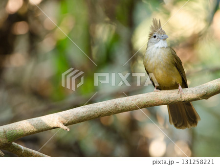 Ochraceous bulbul Alophoixus ochraceous hallae. 131258221