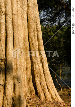 Trunk of Lagerstroemia ovalifolia. 131258236