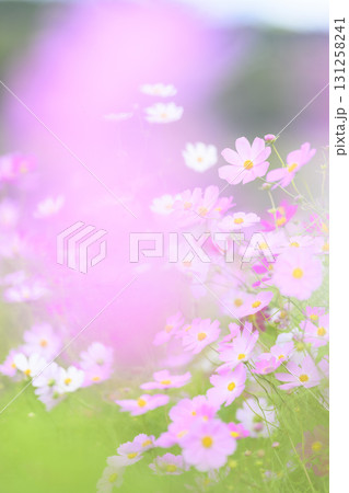 満開のコスモス 満開のコスモス 131258241