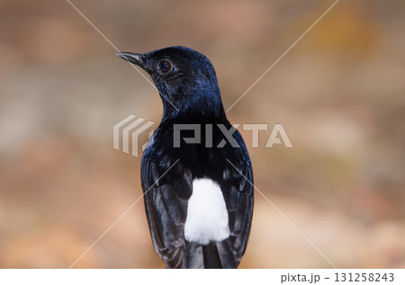 Male white-rumped shama. Male white-rumped shama. 131258243