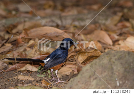 Male white-rumped shama. 131258245