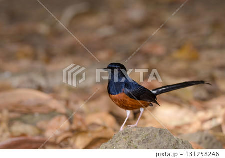 Male white-rumped shama. 131258246