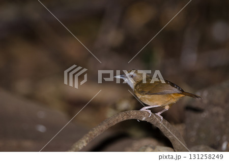 Abbott's babbler Malacocincla abbotti williamsoni. Abbott's babbler Malacocincla abbotti williamsoni. 131258249