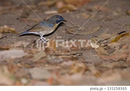 Tickell's blue flycatcher. Tickell's blue flycatcher. 131258383