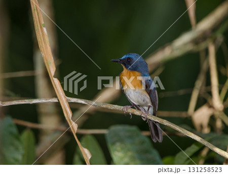 Tickell's blue flycatcher. Tickell's blue flycatcher. 131258523