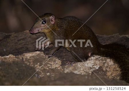 Northern treeshrew Tupaia belangeri. Northern treeshrew Tupaia belangeri. 131258524