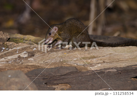 Northern treeshrew Tupaia belangeri. 131258534