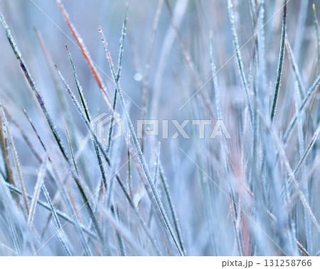A close-up blades of blue and green grass covered water drops and a delicate layer of white frost, icy texture. A beautiful bokeh-filled background. A close-up blades of blue and green grass covered water drops and a delicate layer of white frost, icy texture. A beautiful bokeh-filled background. 131258766