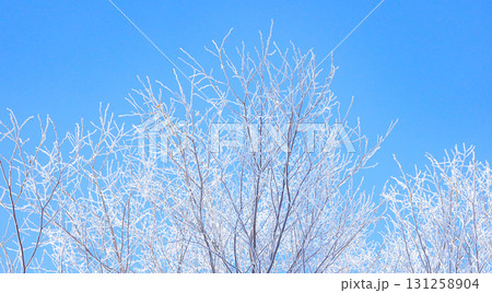 真冬の北海道の朝に青空と霧氷のある風景 131258904