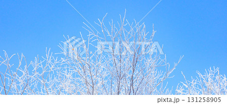 真冬の北海道の朝に青空と霧氷のある風景 131258905
