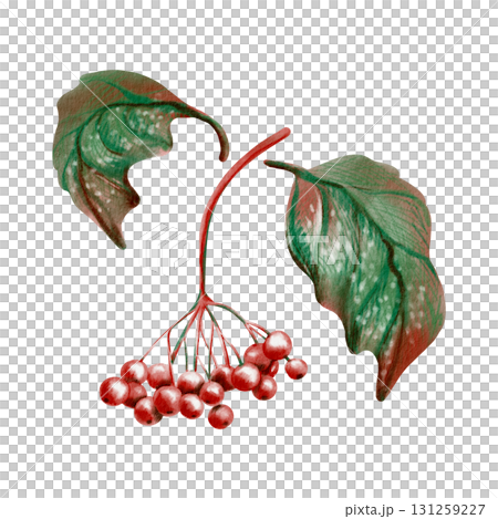 Vibrant cluster of viburnum berries with autumn leaves,evoking seasonal warmth.Clipart in soft watercolor washes and playful colored pencil strokes.For rustic designs,childrens books,seasonal branding Vibrant cluster of viburnum berries with autumn leaves,evoking seasonal warmth.Clipart in soft watercolor washes and playful colored pencil strokes.For rustic designs,childrens books,seasonal branding 131259227