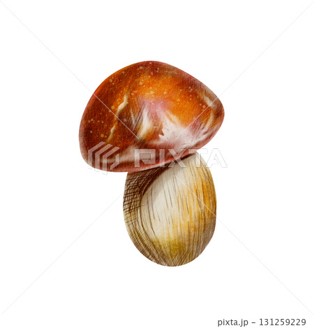Orange-capped mushroom-an emblem of autumn,woodland strolls,joy of foraging with friends in outdoors.Isolated illustration in cartoon style, with soft watercolor washes,textured colored pencils Orange-capped mushroom-an emblem of autumn,woodland strolls,joy of foraging with friends in outdoors.Isolated illustration in cartoon style, with soft watercolor washes,textured colored pencils 131259229