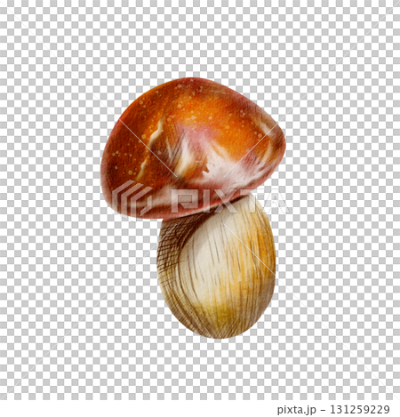 Orange-capped mushroom-an emblem of autumn,woodland strolls,joy of foraging with friends in outdoors.Isolated illustration in cartoon style, with soft watercolor washes,textured colored pencils Orange-capped mushroom-an emblem of autumn,woodland strolls,joy of foraging with friends in outdoors.Isolated illustration in cartoon style, with soft watercolor washes,textured colored pencils 131259229