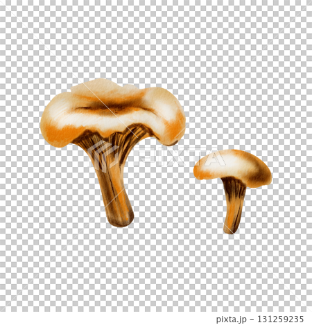 Whimsical chanterelle mushrooms evoking autumns charm,rendered in soft watercolor washes and playful colored pencil strokes.For storytelling in childrens books and nature-themed designs 131259235