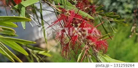 Red Bottlebrush Flowers Callistemon in Cyprus Garden 131259264