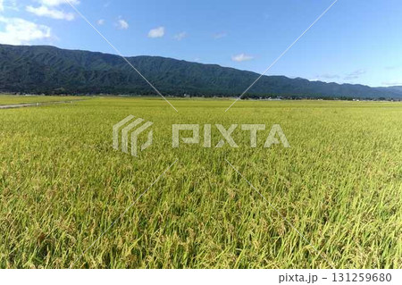 稲穂　稲　新米　秋 131259680