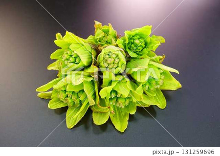フキノトウ　ふきのとう　蕗の薹 131259696