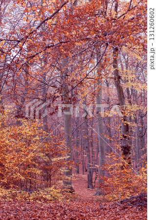 Autumnal bushes in forest. 131260602