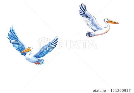 Vsai two pelicans flying with wide open wings 131260937