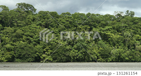 Tropical Rainforest,, Amazonia Tropical Rainforest,, Amazonia 131261154