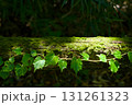 苔むした倒木とツタの葉 131261323