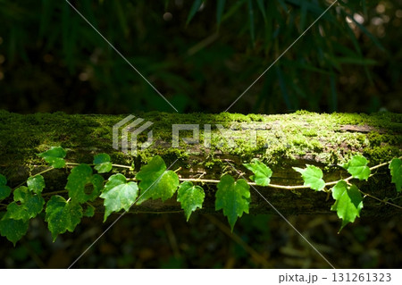 苔むした倒木とツタの葉 131261323