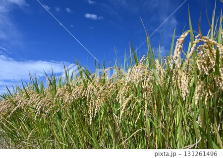 実った稲穂と青空 131261496
