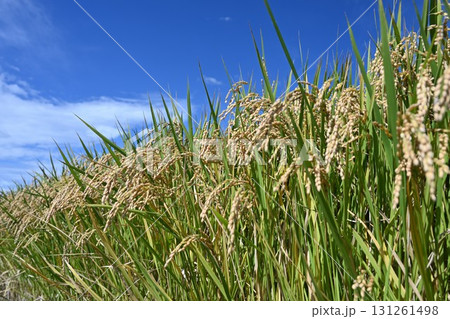 実った稲穂と青空 131261498