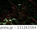 自然の中のミズヒキの群生風景 131261564