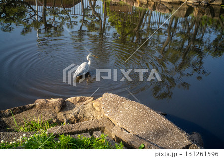 水辺の白さぎ 131261596