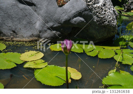 Lady Buddha Danang Vietnam Sightseeing Temples and Pagodas 131261638