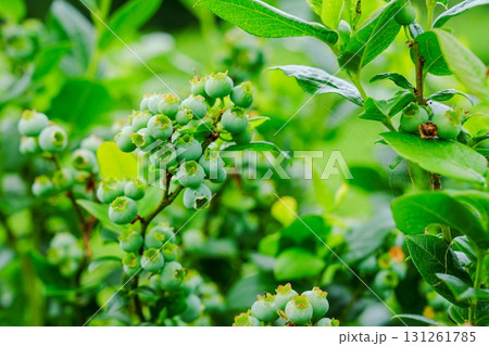 Green Blueberry Bush Abundance Awaiting the Peak of Summer Season s Sweetest Harvest Green Blueberry Bush Abundance Awaiting the Peak of Summer Season s Sweetest Harvest 131261785