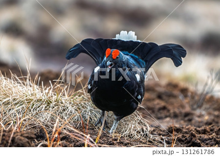 Majestic Black Grouse Displaying in Natural Habitat, Ground-Level View, Open Wings, Wildlife 131261786