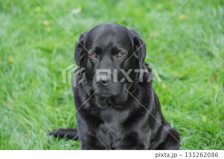 A Labrador Retriever dog sits on a green grass background. 131262086