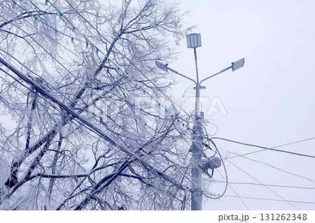 Streetlight lamp and power line on the background of snowy trees in winter. 131262348