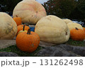 咲き始めたバラの花とハロイン 131262498