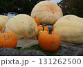 咲き始めたバラの花とハロイン 131262500