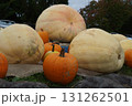 咲き始めたバラの花とハロイン 131262501