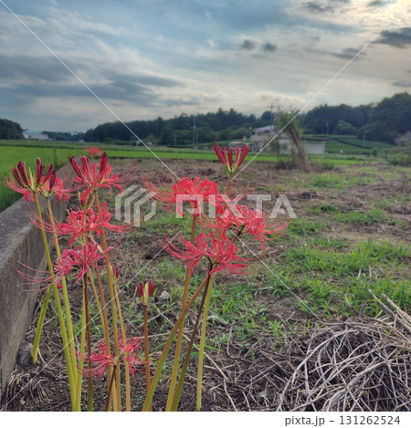 初秋のあぜ道、ヒガンバナ 131262524