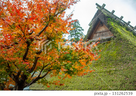 紅葉と茅葺屋根 紅葉と茅葺屋根 131262539