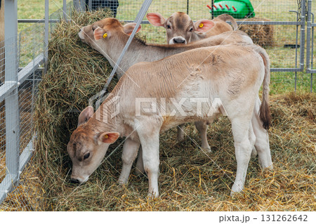 young calf of Swiss cattle breed young calf of Swiss cattle breed 131262642