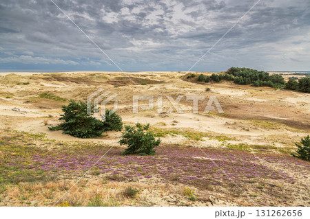 Curonian Spit National Park. Zelenogradsk, Kaliningrad Oblast, Russia. Curonian Spit National Park. Zelenogradsk, Kaliningrad Oblast, Russia. 131262656