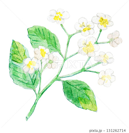 水彩イラスト　手描きイラスト　日本の植物　アズキナシ 131262714